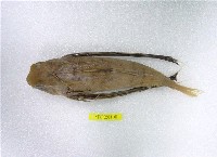 藏品(東方黃魴)的圖片